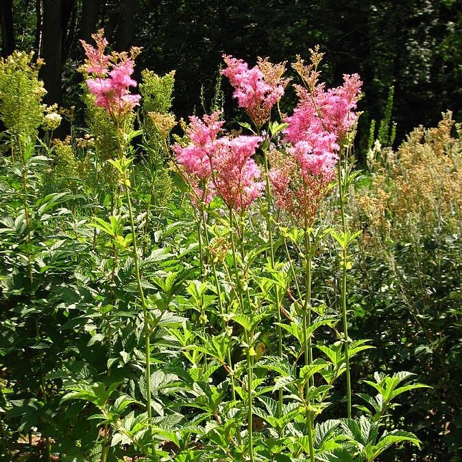 Filipendula rubra 'Venusta' - Venusta Queen of the Prairie - Image 2
