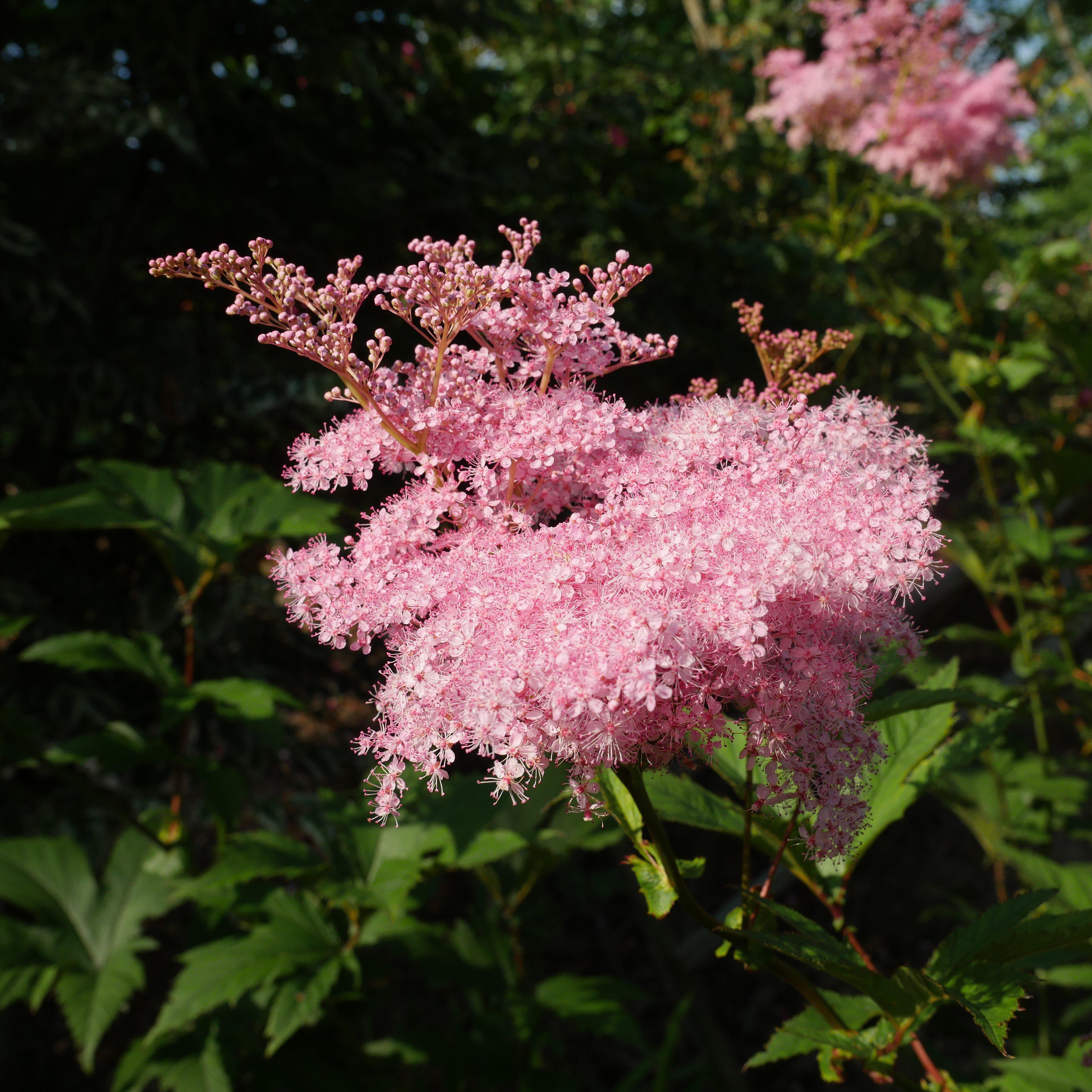 Filipendula rubra 'Venusta' - Venusta Queen of the Prairie - Image 3