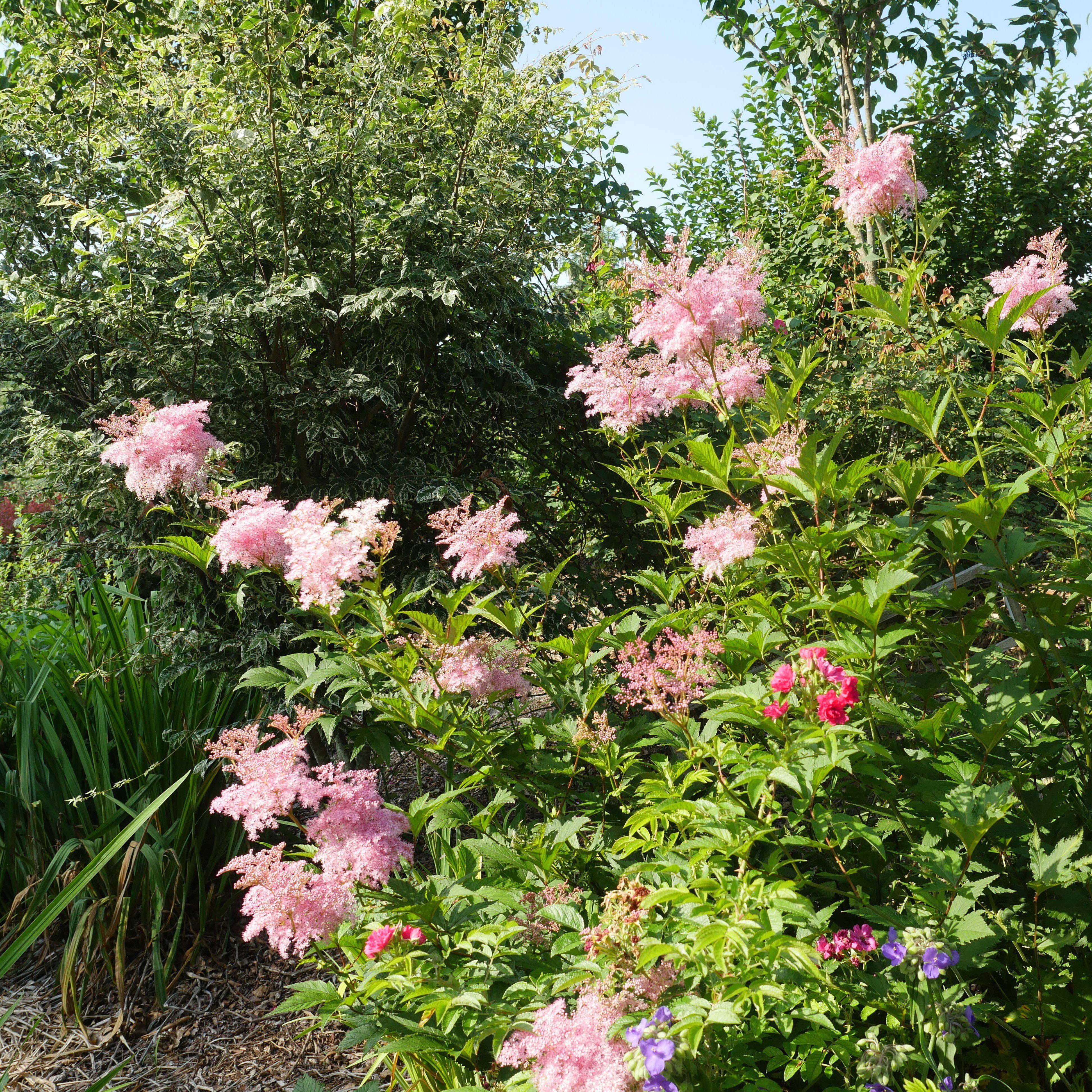 Filipendula rubra 'Venusta' - Venusta Queen of the Prairie - Image 4