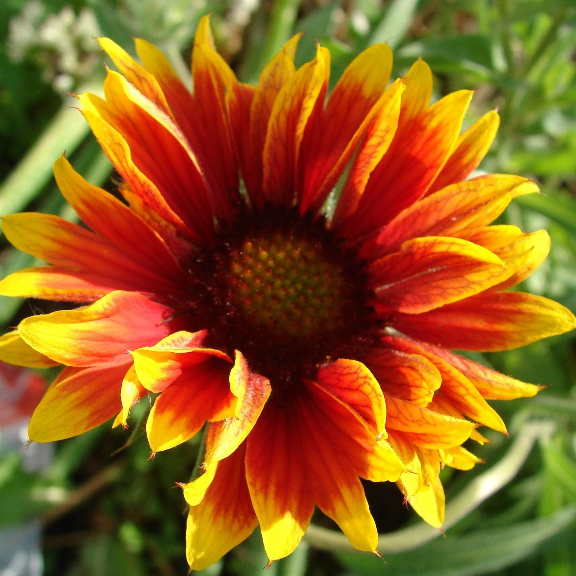 Gaillardia 'Copper Sun'  - Spintop™ Copper Sun Blanket Flower - Image 2