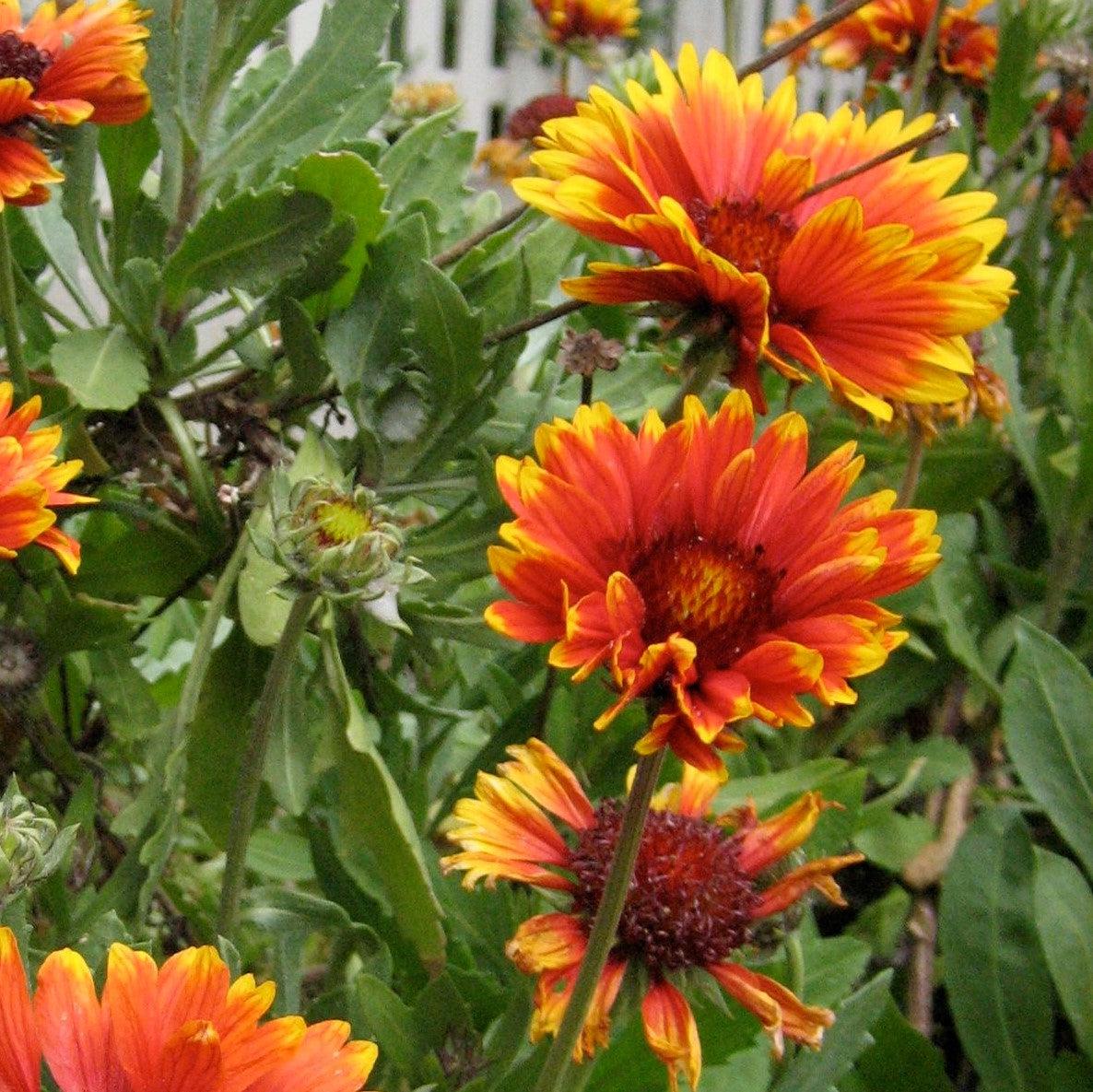 Gaillardia 'Copper Sun'  - Spintop™ Copper Sun Blanket Flower - Image 3