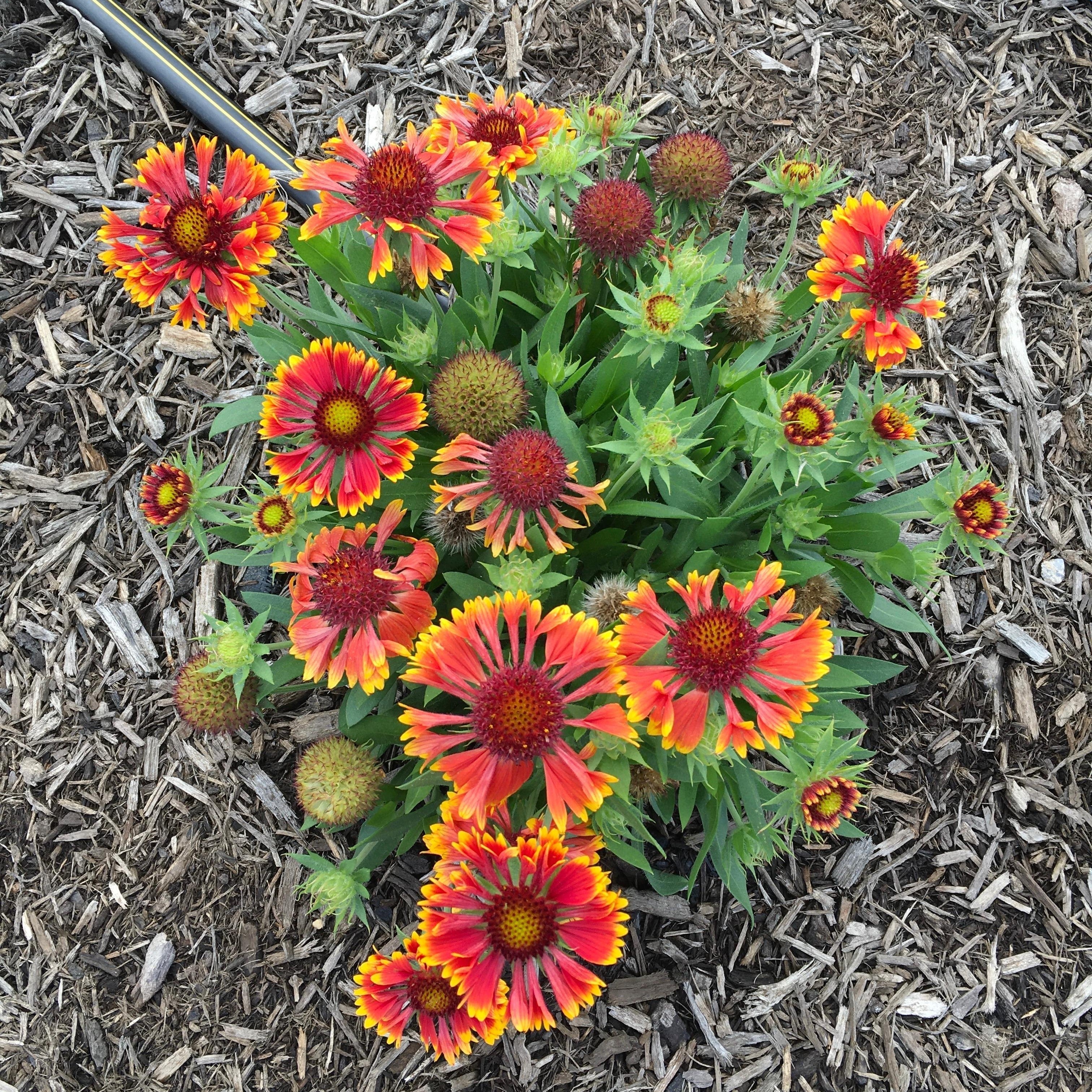 Gaillardia 'Copper Sun'  - Spintop™ Copper Sun Blanket Flower - Image 4