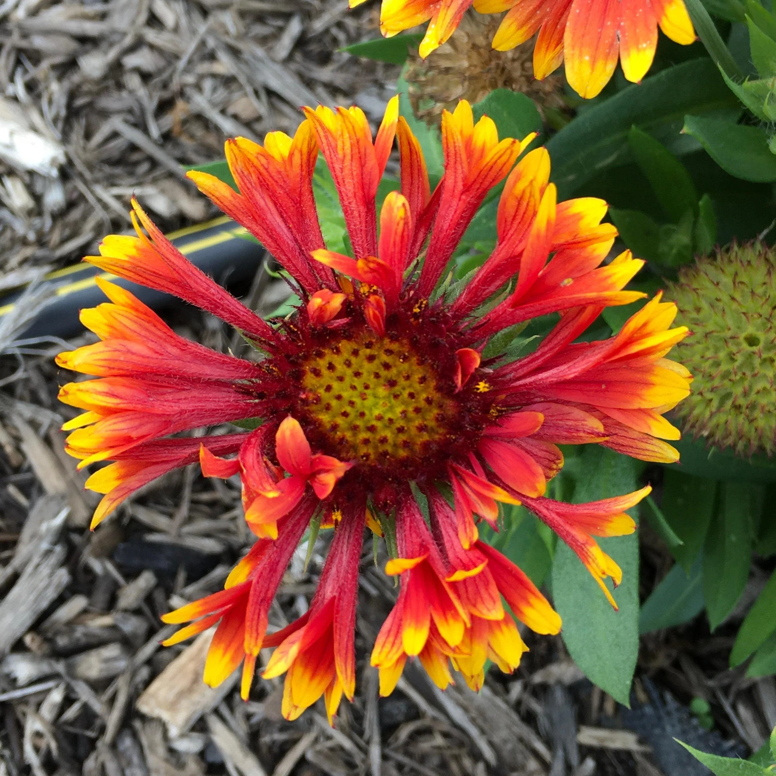 Gaillardia 'Copper Sun'  - Spintop™ Copper Sun Blanket Flower - Image 5