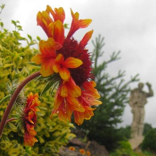 Gaillardia 'Copper Sun'  - Spintop™ Copper Sun Blanket Flower - Image 6