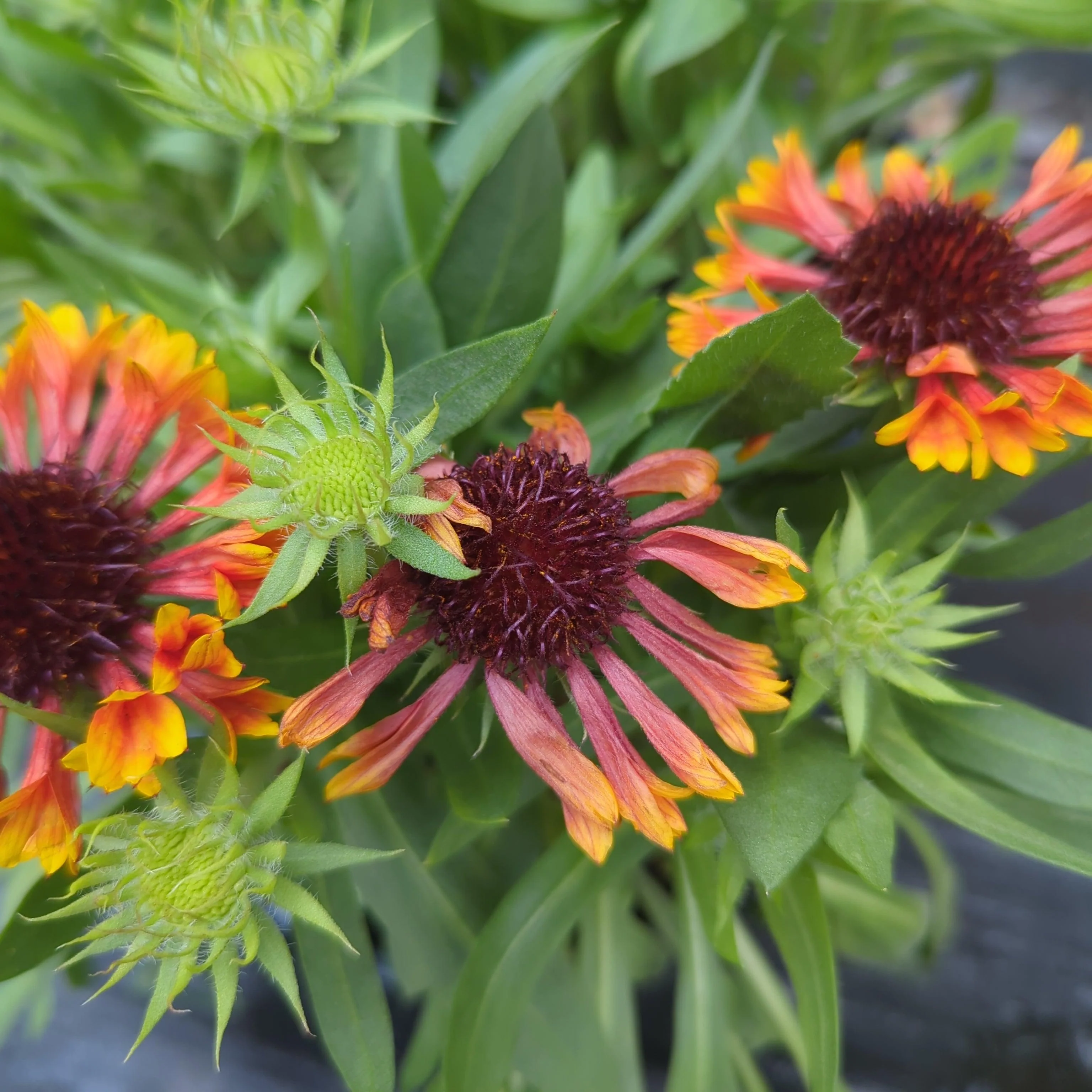 Gaillardia 'Copper Sun'  - Spintop™ Copper Sun Blanket Flower - Image 7
