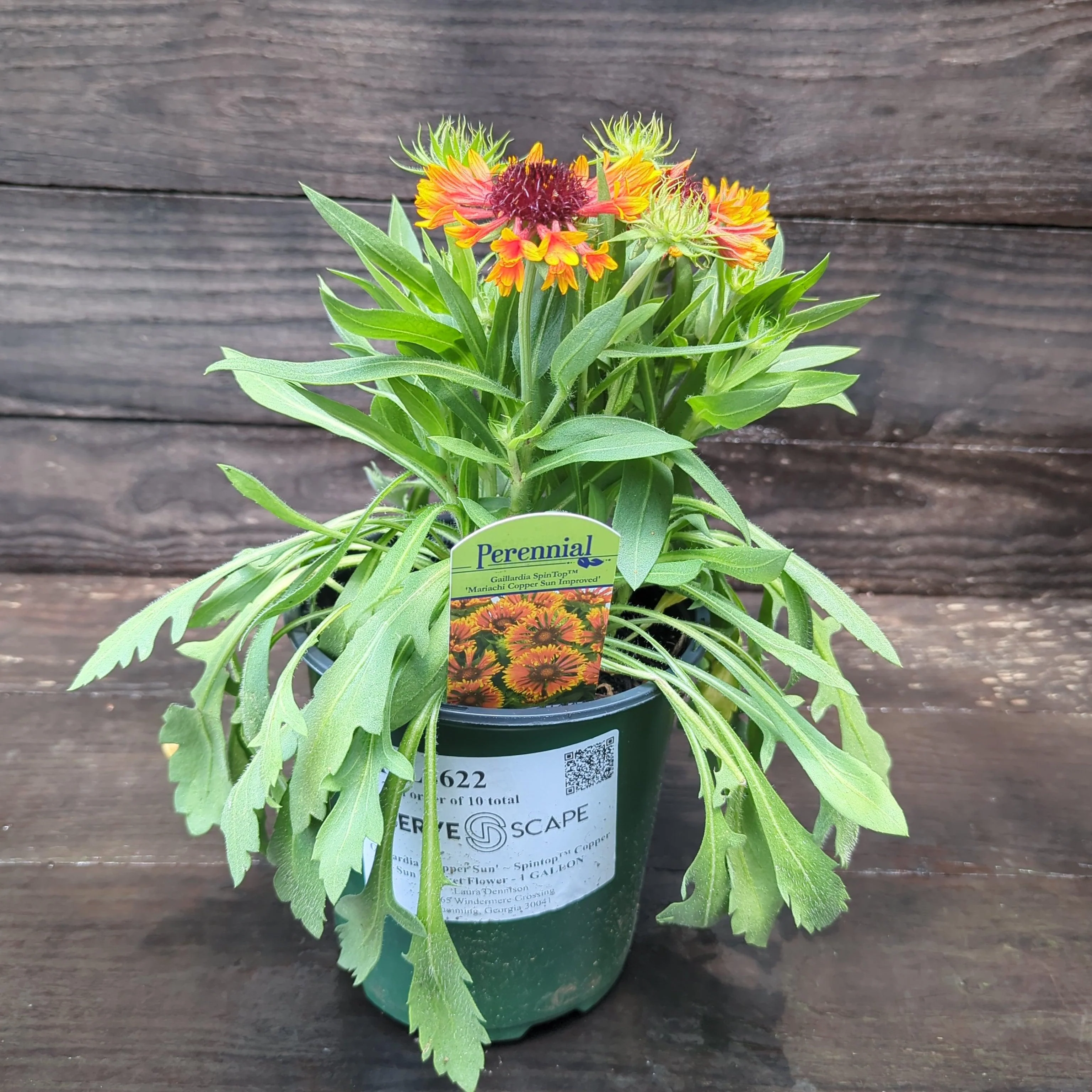 Gaillardia 'Copper Sun'  - Spintop™ Copper Sun Blanket Flower - Image 8