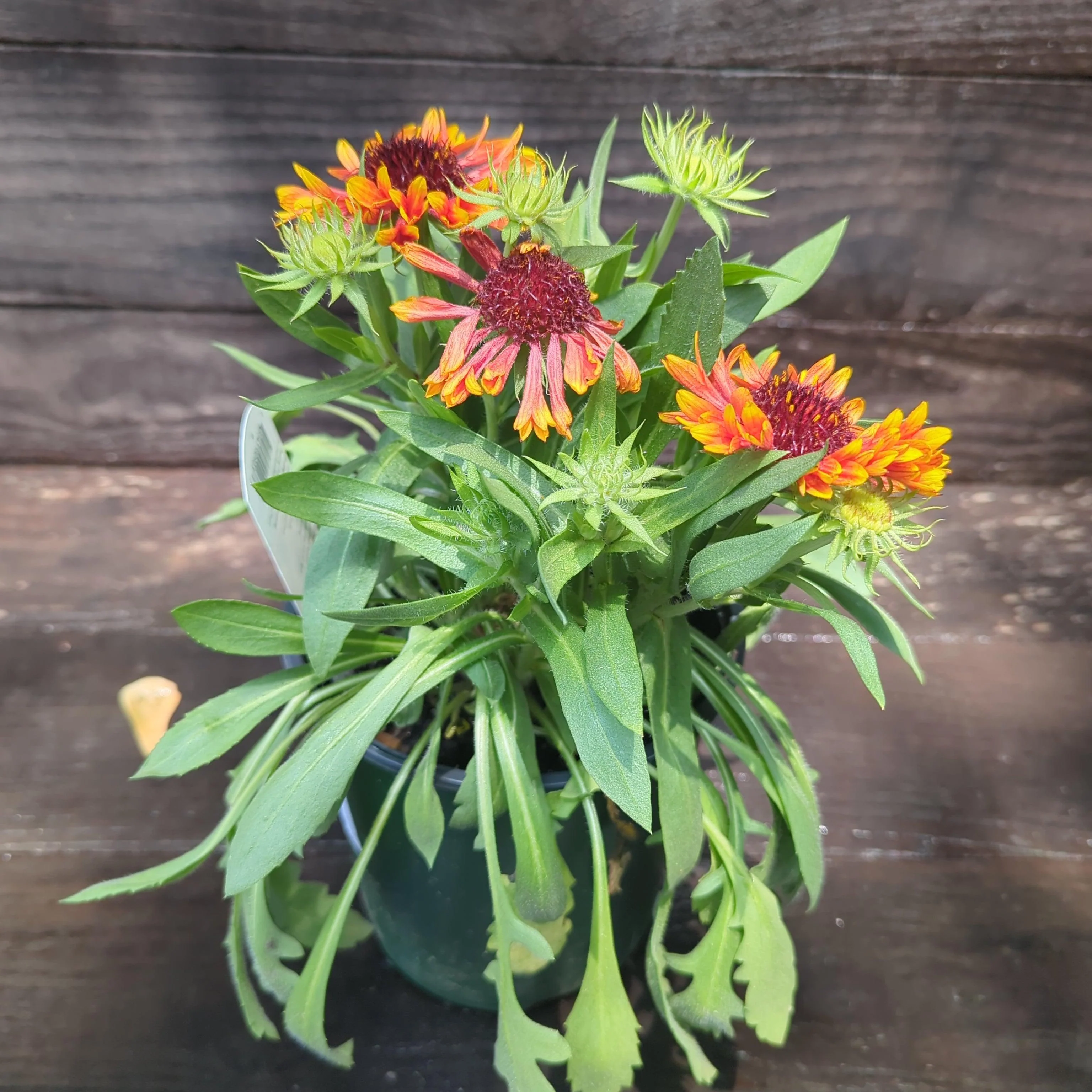 Gaillardia 'Copper Sun'  - Spintop™ Copper Sun Blanket Flower - Image 9