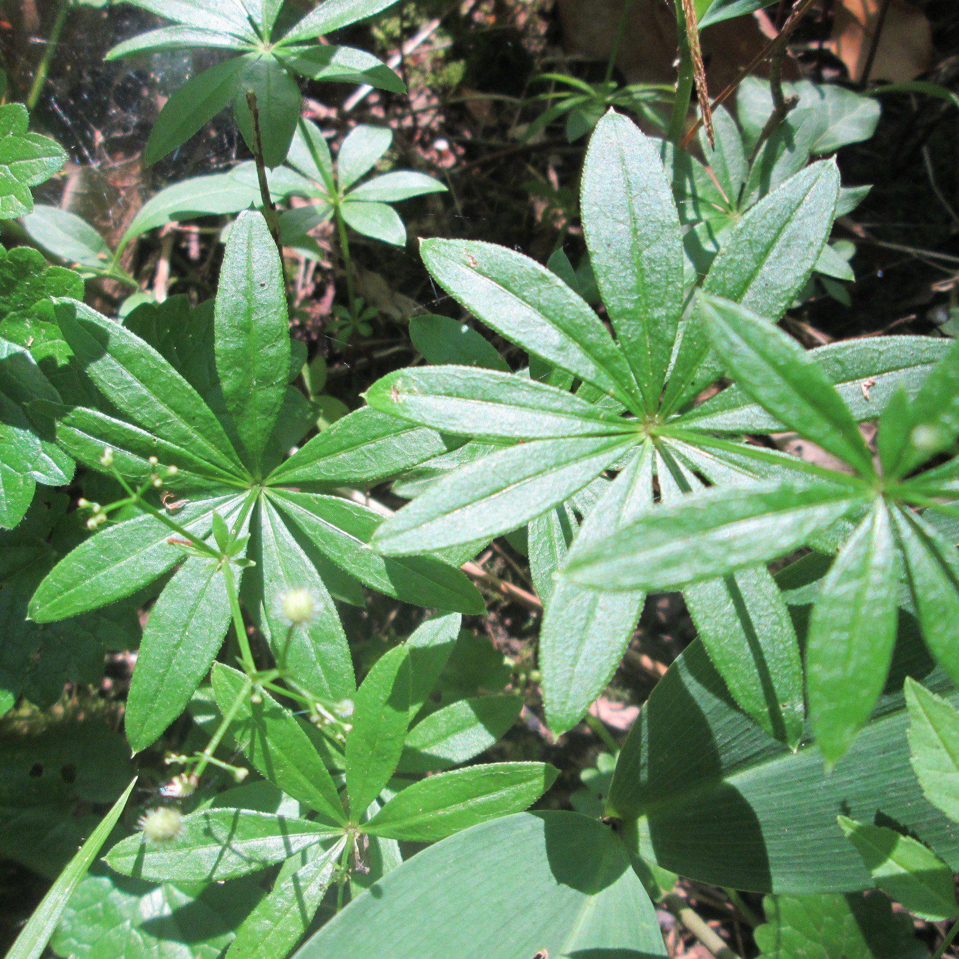 Galium odoratum  - Sweet Woodruff - Image 6