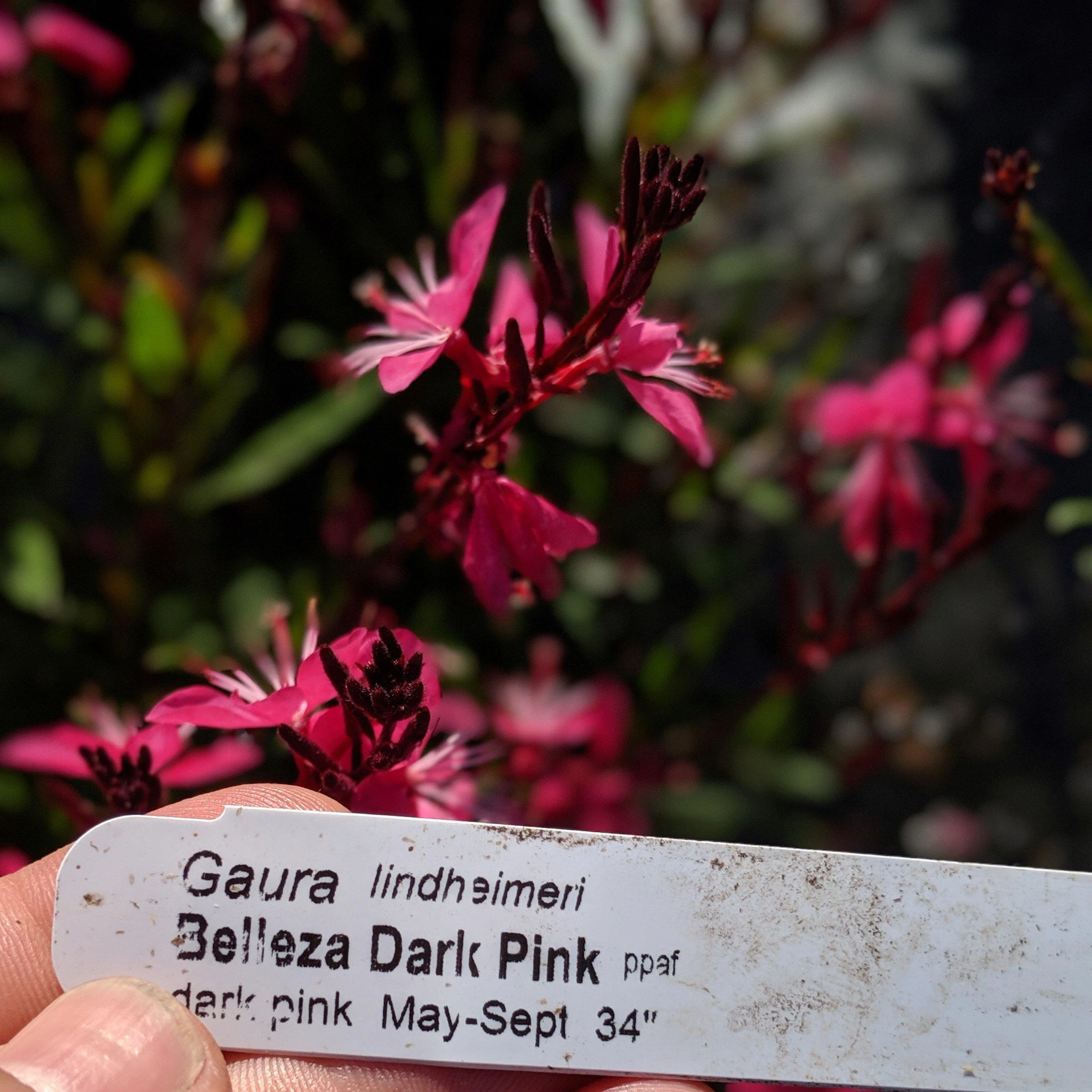 Gaura lindheimeri 'Kleau 04263' - Belleza™ Dark Pink Gaura - Image 3