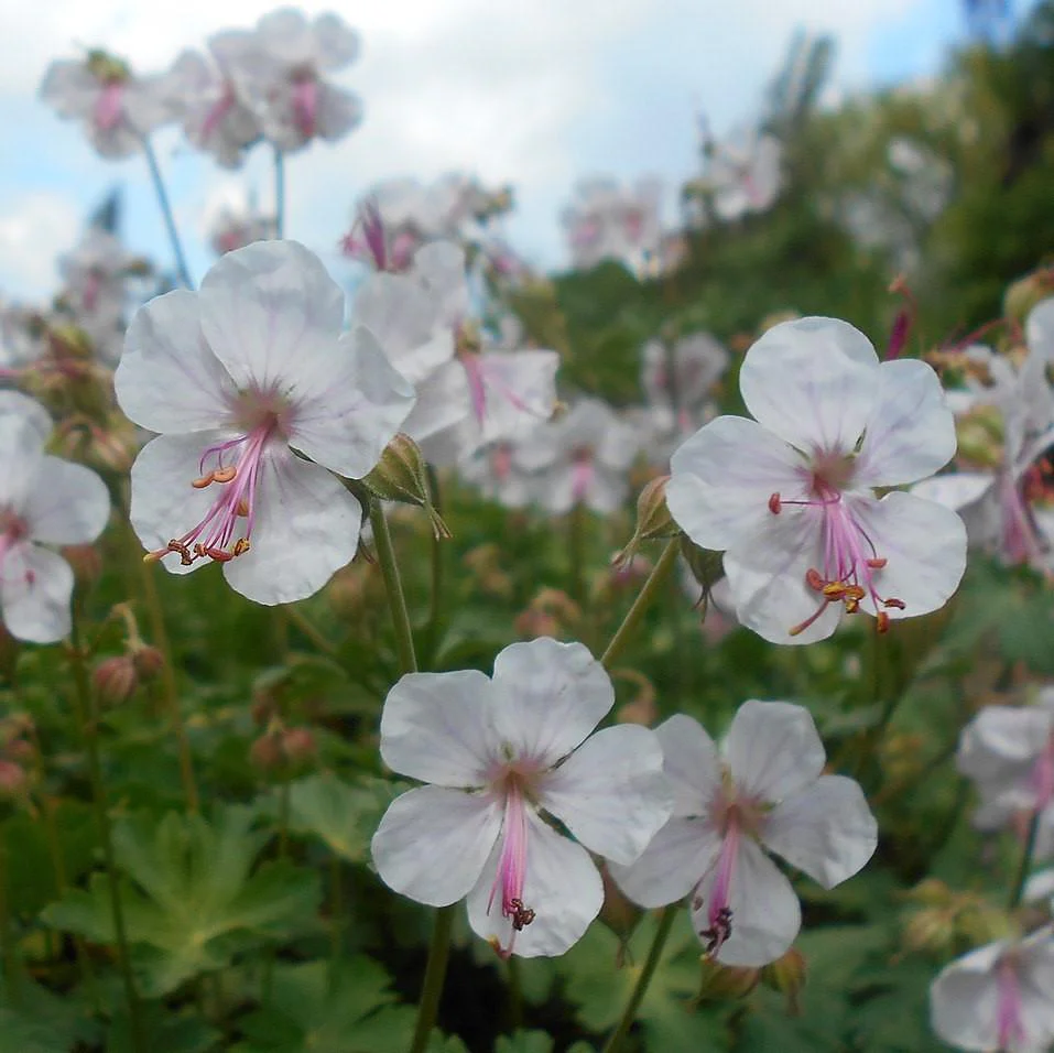 Geranium x cantabrigiense 'Biokovo'  - Biokovo Cranesbill - Image 3
