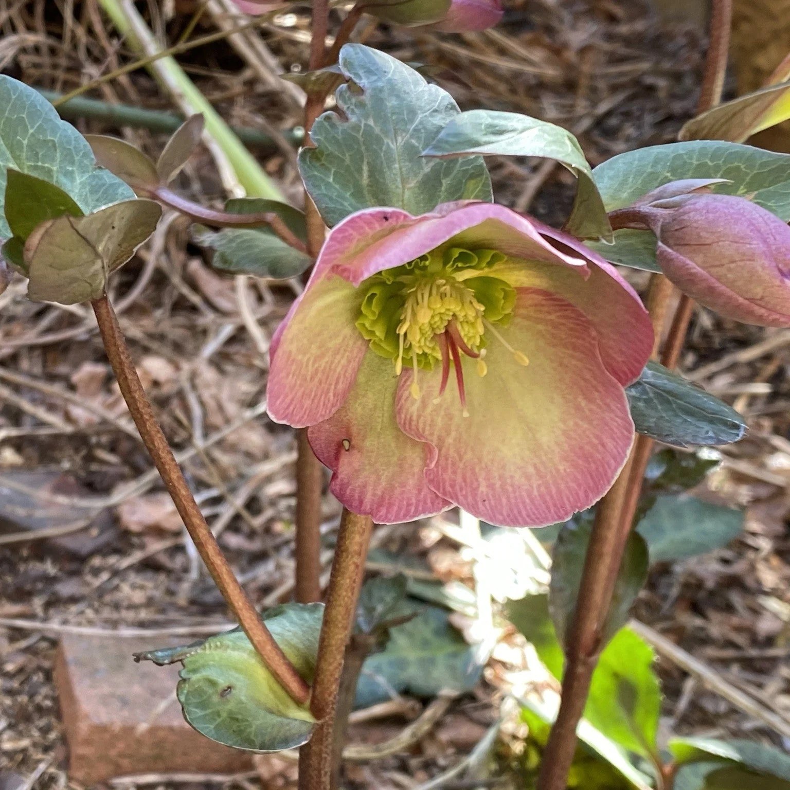 Helleborus 'EPB 25'  - Frostkiss® Glenda's Gloss® Hellebore - Image 2
