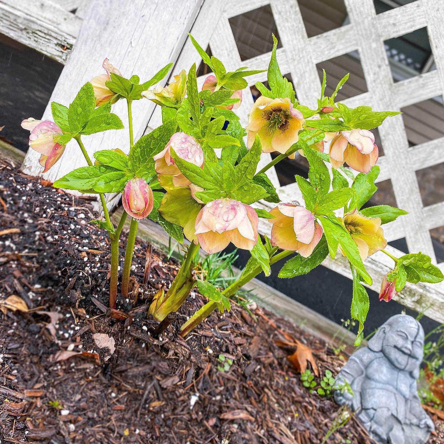 Helleborus 'Sandy Shores'  - Honeymoon® Sandy Shores Lenten Rose - Image 2