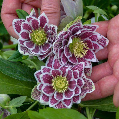 Helleborus 'Wedding Party Mix' - Wedding Party® Mix Lenten Rose