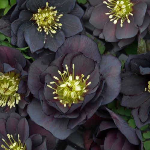Helleborus 'Wedding Party Mix' - Wedding Party® Mix Lenten Rose - Image 2