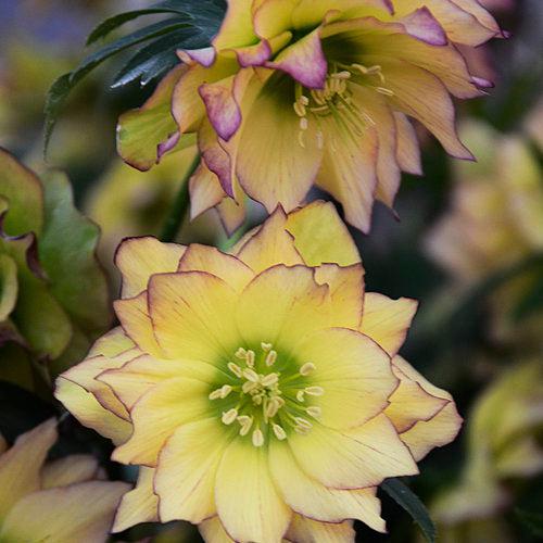 Helleborus 'Wedding Party Mix' - Wedding Party® Mix Lenten Rose - Image 3