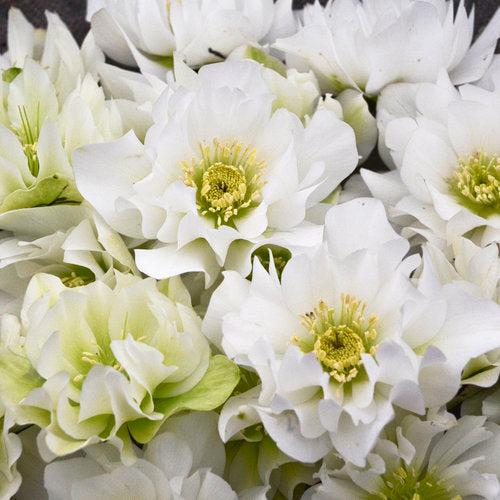 Helleborus 'Wedding Party Mix' - Wedding Party® Mix Lenten Rose - Image 4