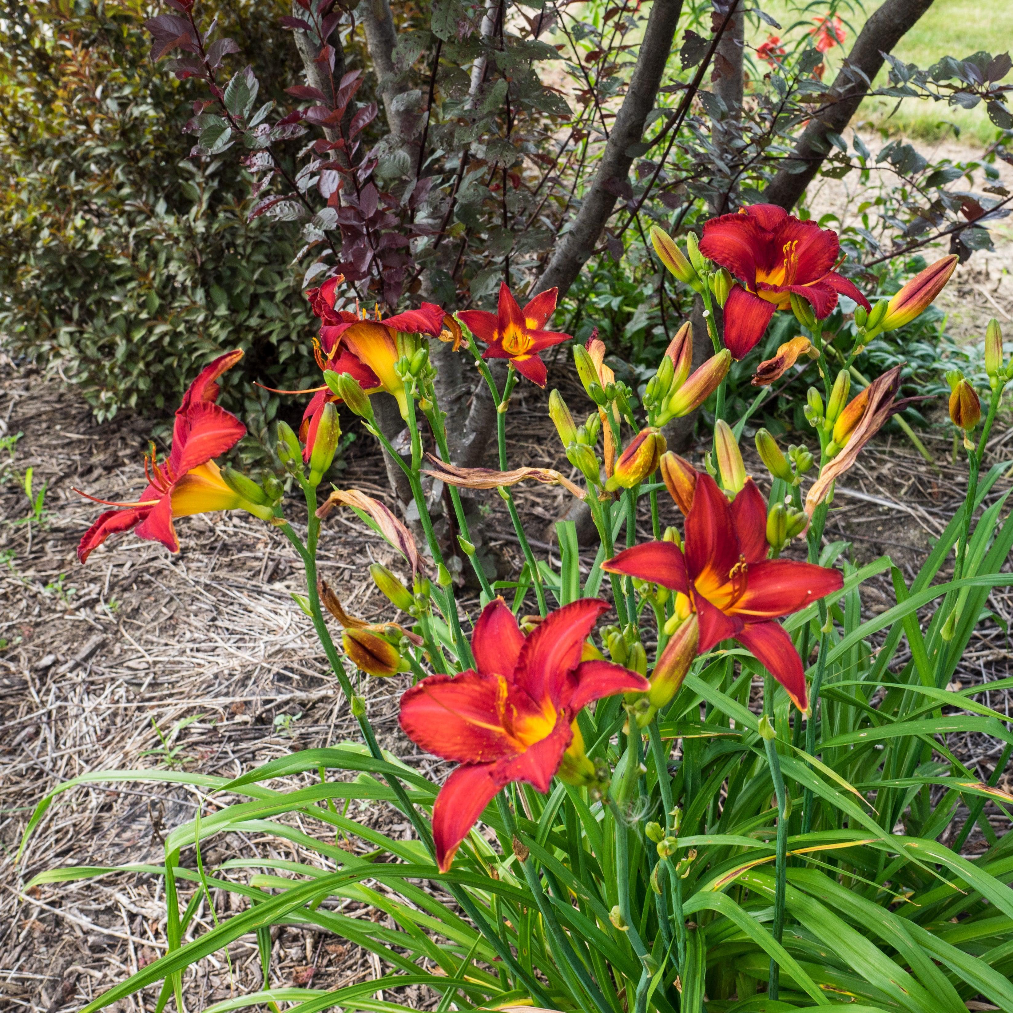 Hemerocallis 'Chicago Apache'  - Chicago Apache Daylily - Image 2
