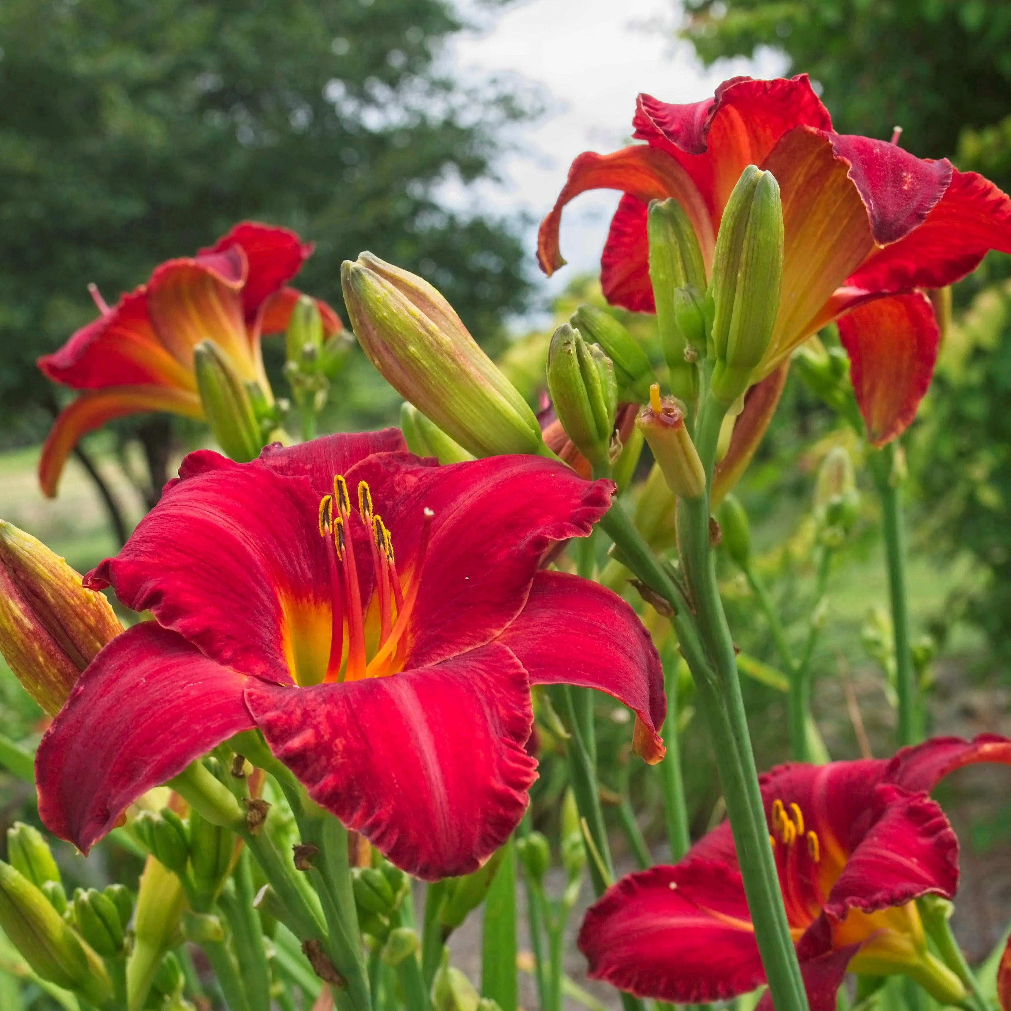 Hemerocallis 'Chicago Apache'  - Chicago Apache Daylily - Image 3