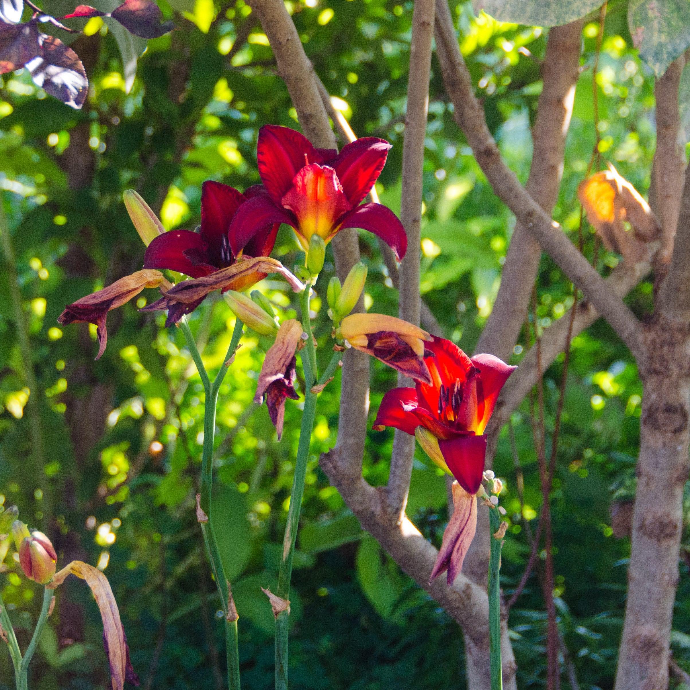 Hemerocallis 'Chicago Apache'  - Chicago Apache Daylily - Image 4