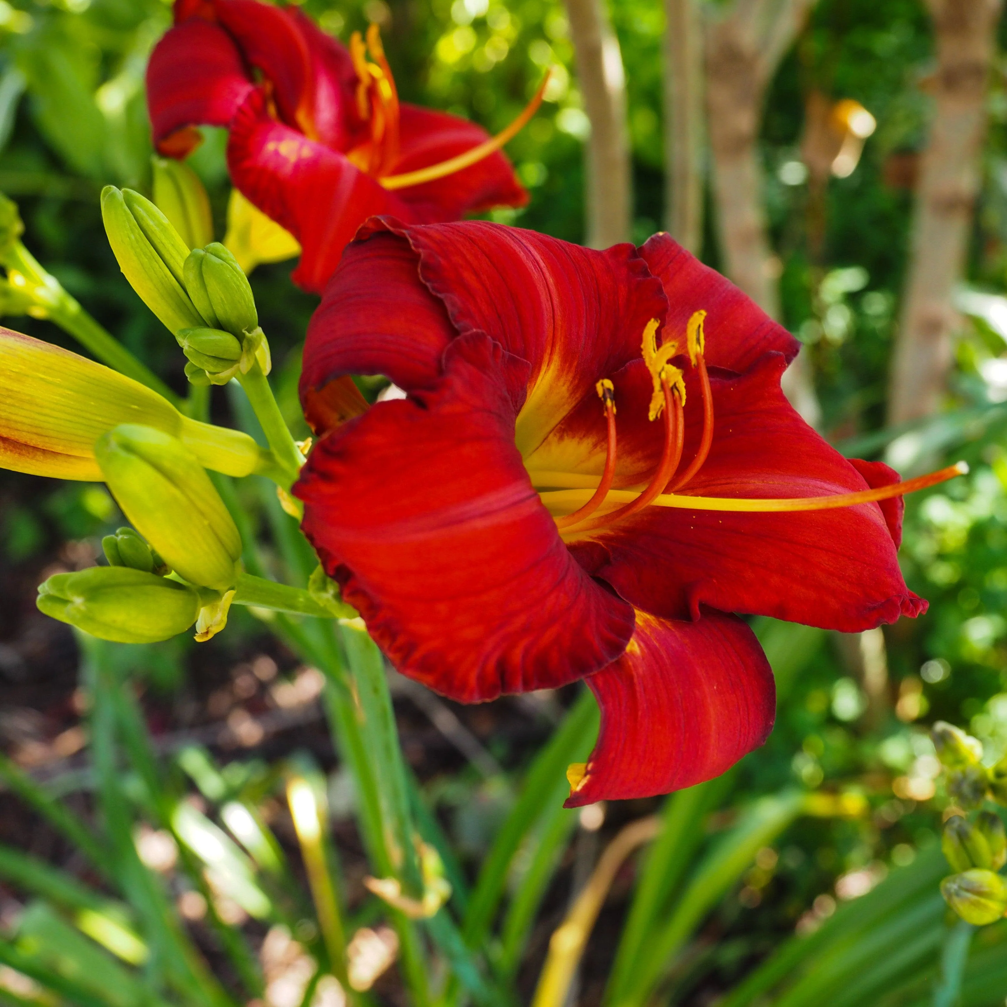 Hemerocallis 'Chicago Apache'  - Chicago Apache Daylily - Image 5