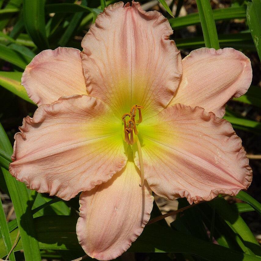 Hemerocallis 'Jolyene Nichole'  - Jolyene Nichole Daylily - Image 2