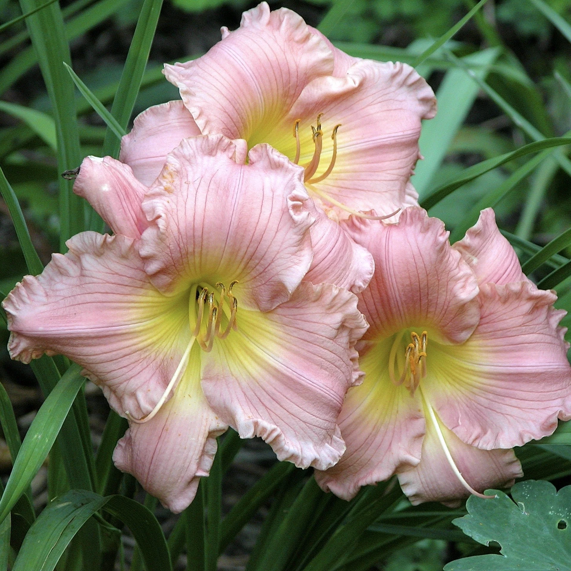 Hemerocallis 'Jolyene Nichole'  - Jolyene Nichole Daylily - Image 3