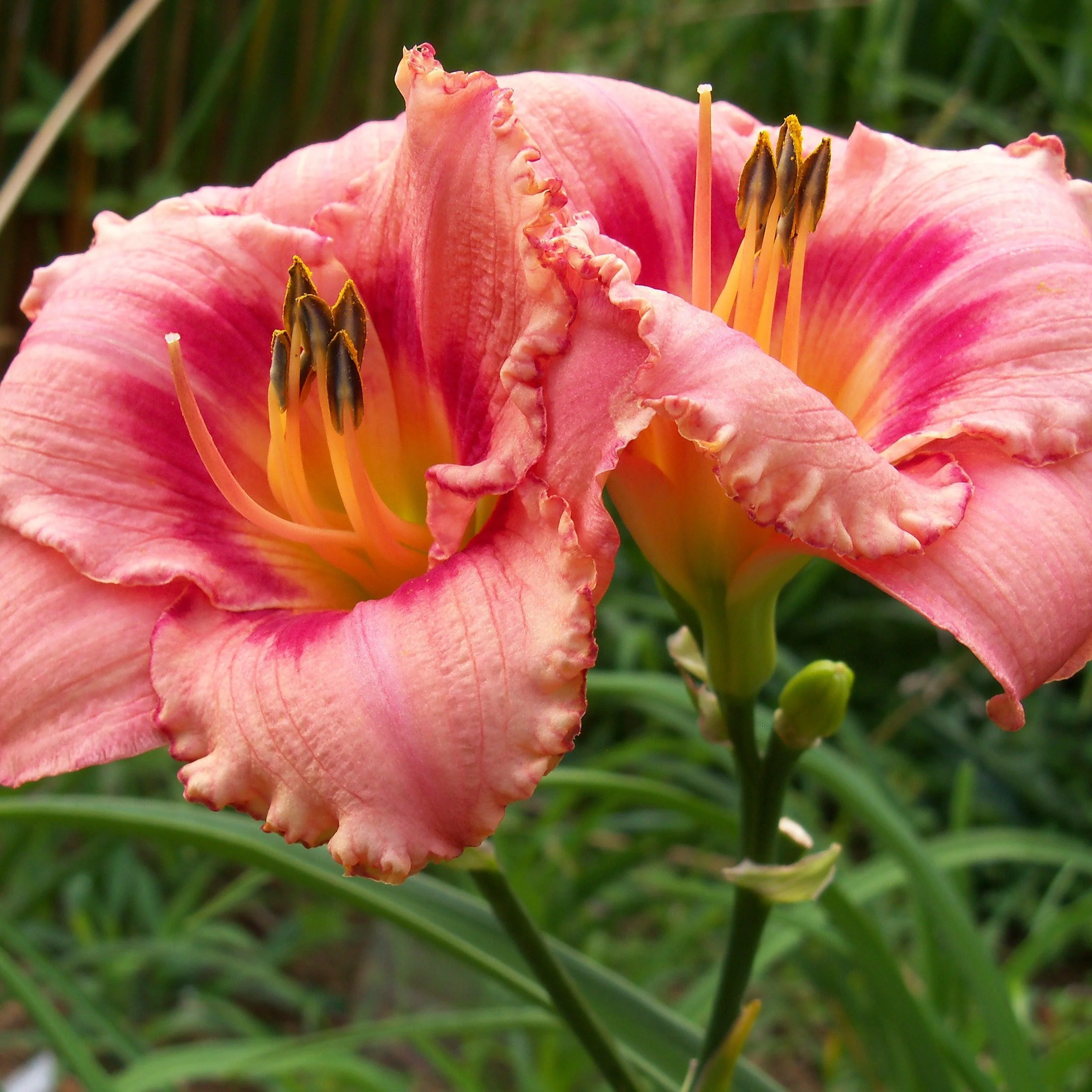 Hemerocallis 'Strawberry Candy'  - Strawberry Candy Daylily - Image 3