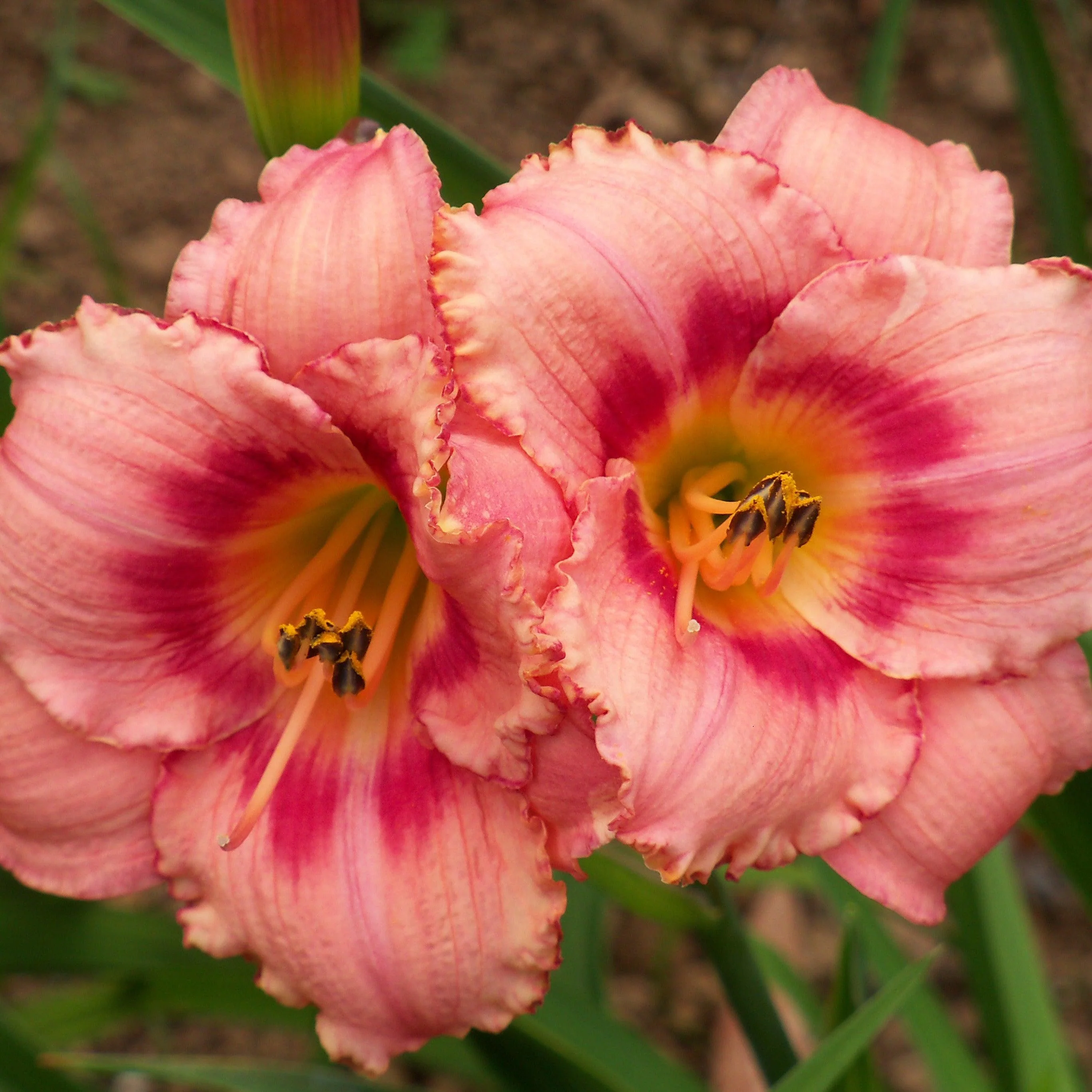 Hemerocallis 'Strawberry Candy'  - Strawberry Candy Daylily - Image 4