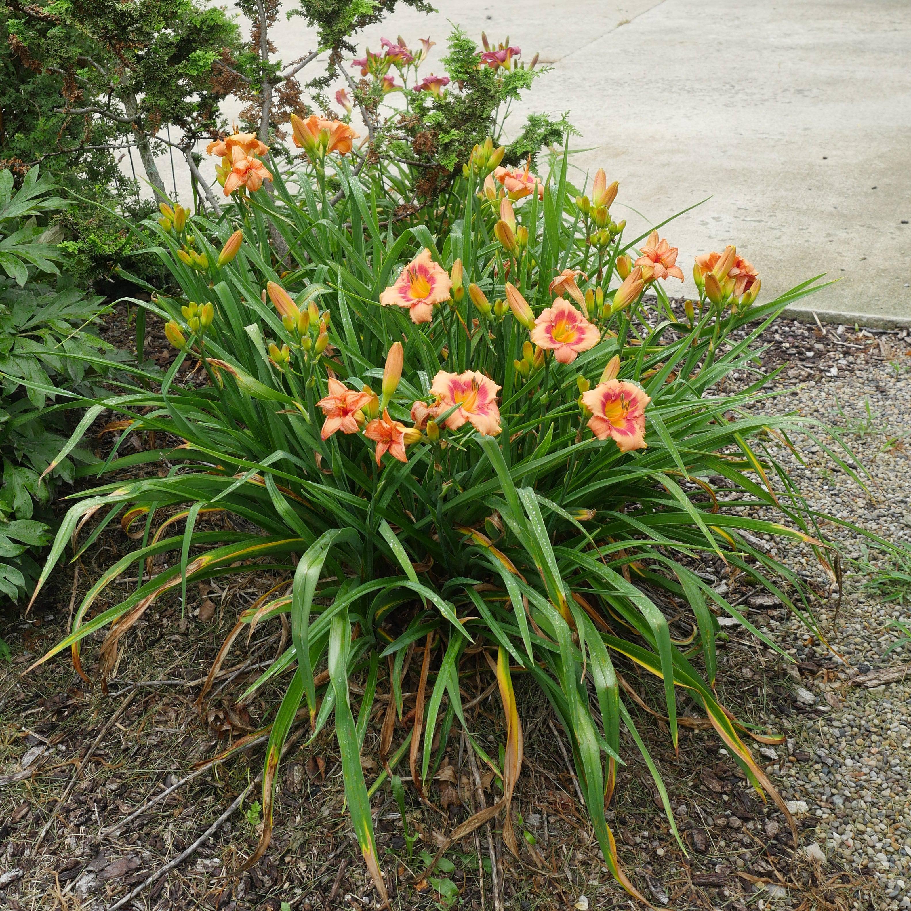 Hemerocallis 'Strawberry Candy'  - Strawberry Candy Daylily - Image 5