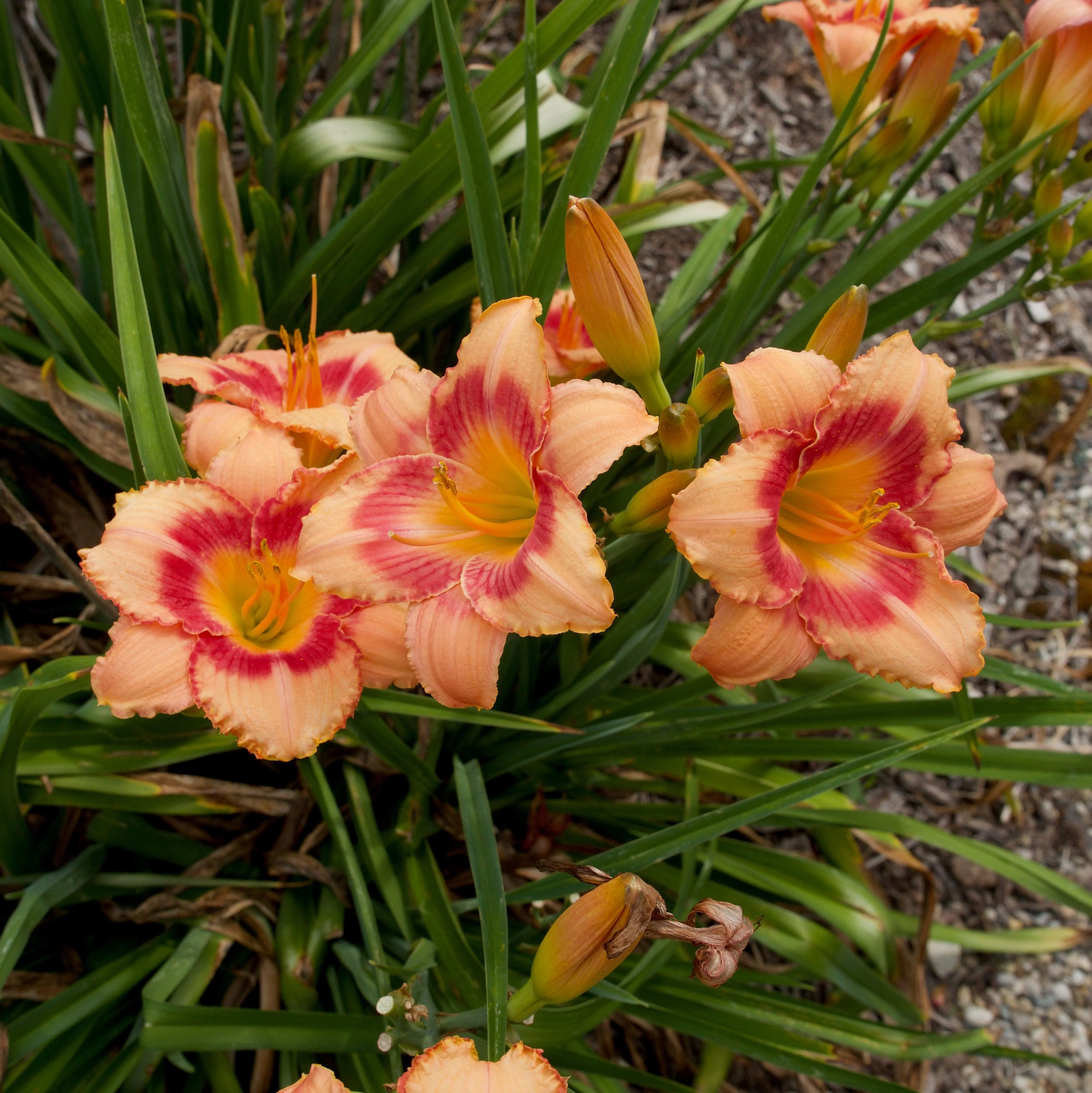 Hemerocallis 'Strawberry Candy'  - Strawberry Candy Daylily - Image 6
