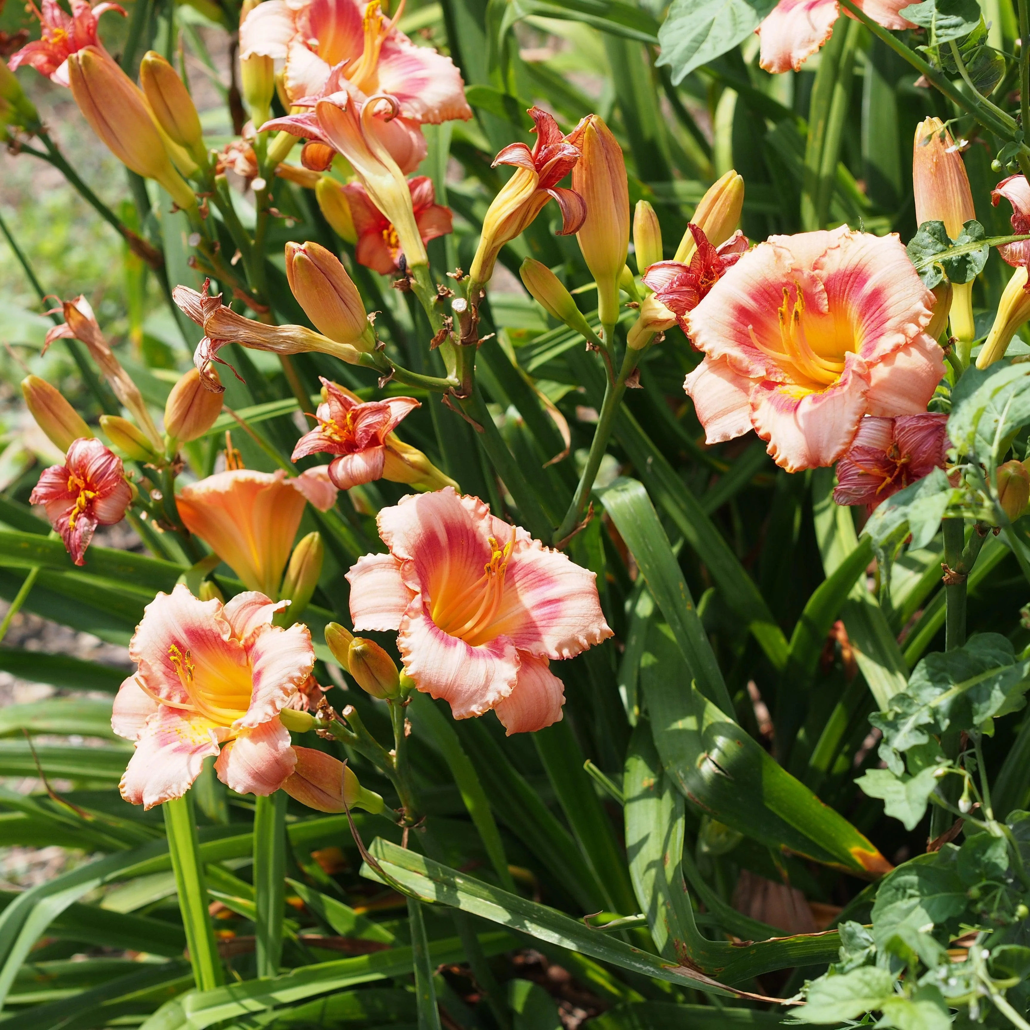 Hemerocallis 'Strawberry Candy'  - Strawberry Candy Daylily - Image 7
