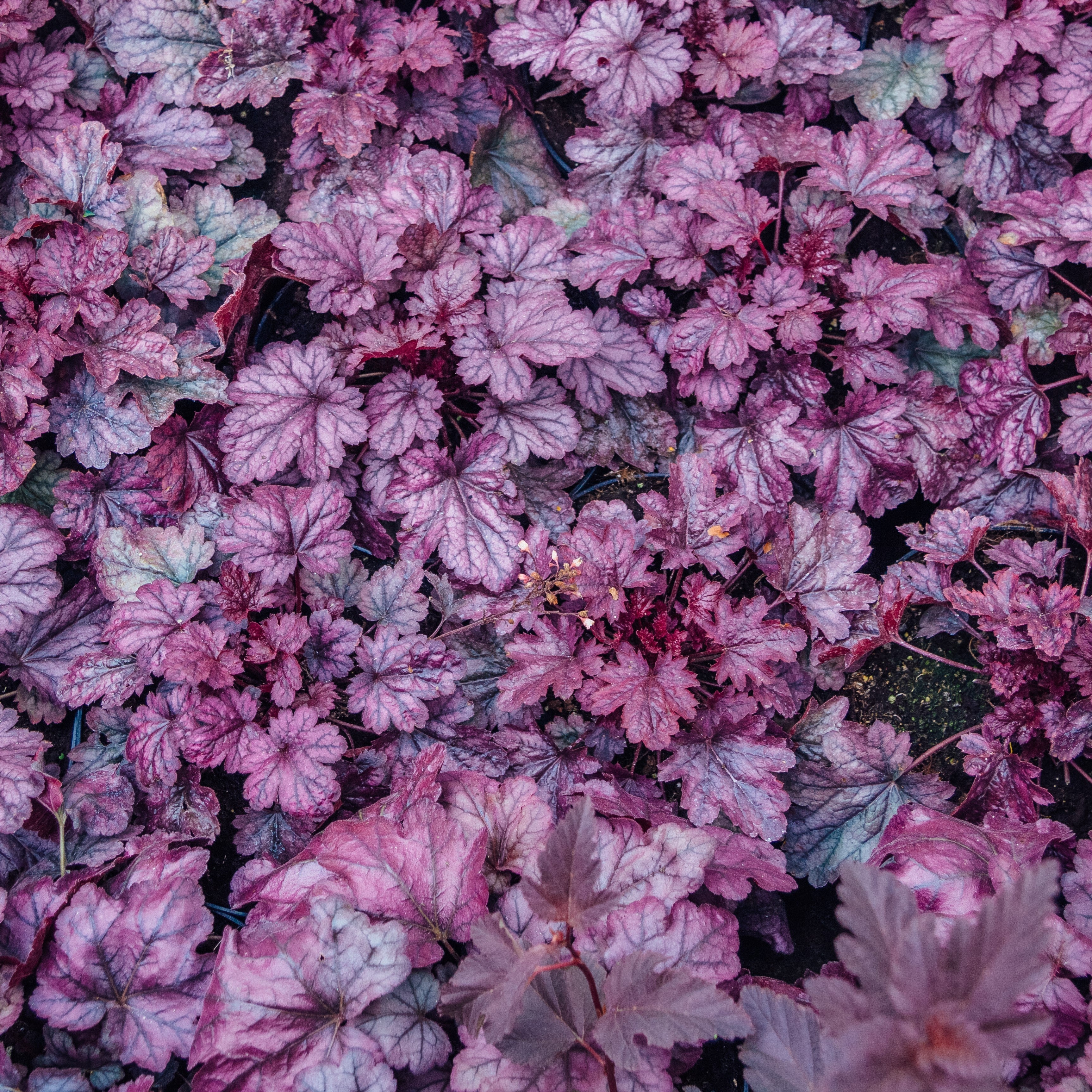 Heuchera 'Grape Expectations'  - Grape Expectations Coral Bells - Image 2