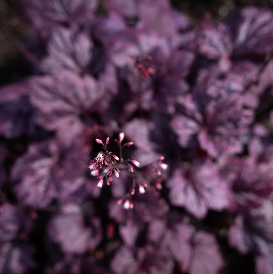 Heuchera 'Grape Expectations'  - Grape Expectations Coral Bells - Image 3
