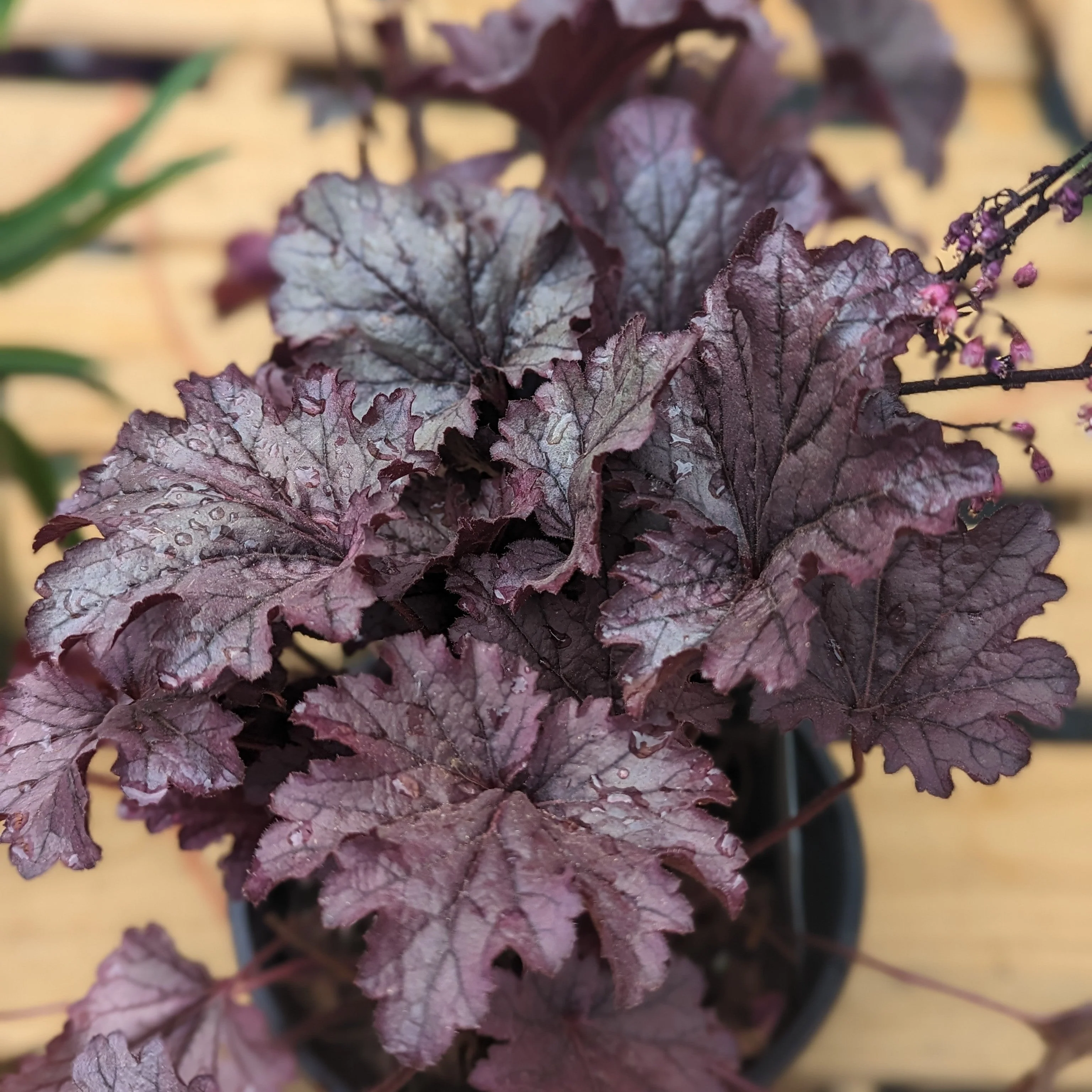 Heuchera 'Grape Expectations'  - Grape Expectations Coral Bells - Image 4