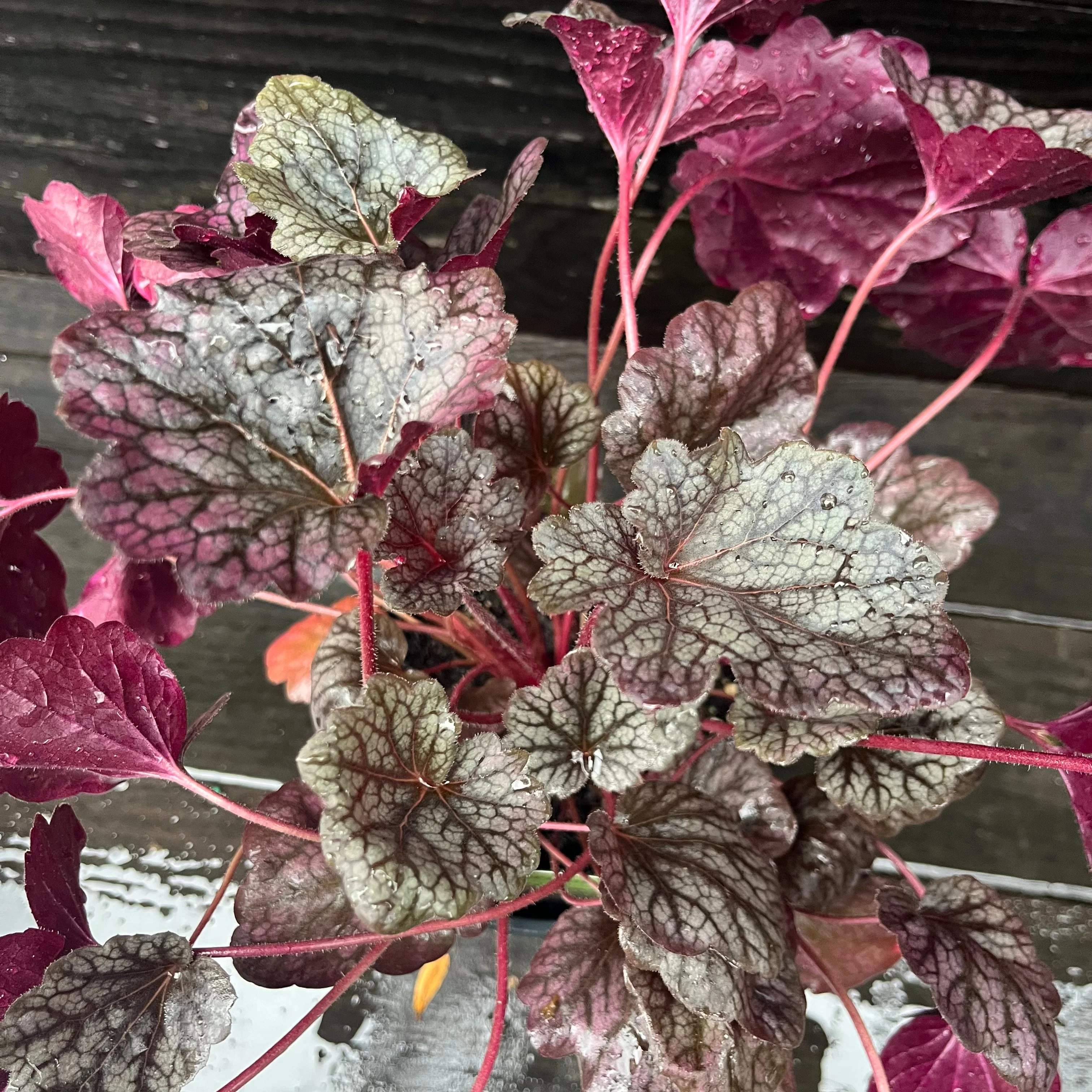 Heuchera 'Grape Expectations'  - Grape Expectations Coral Bells - Image 5