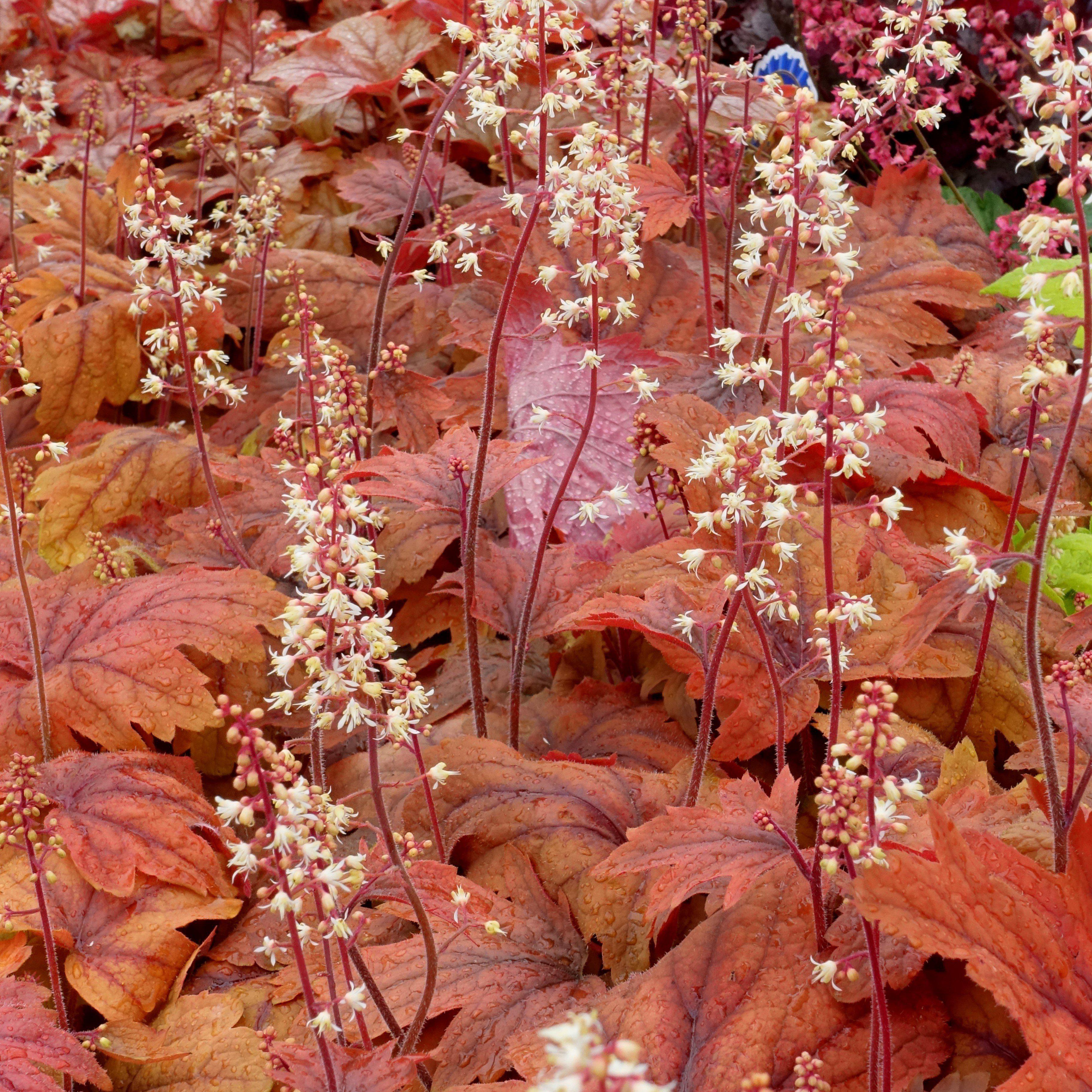Heucherella 'Sweet Tea' - Sweet Tea Foamy Bells