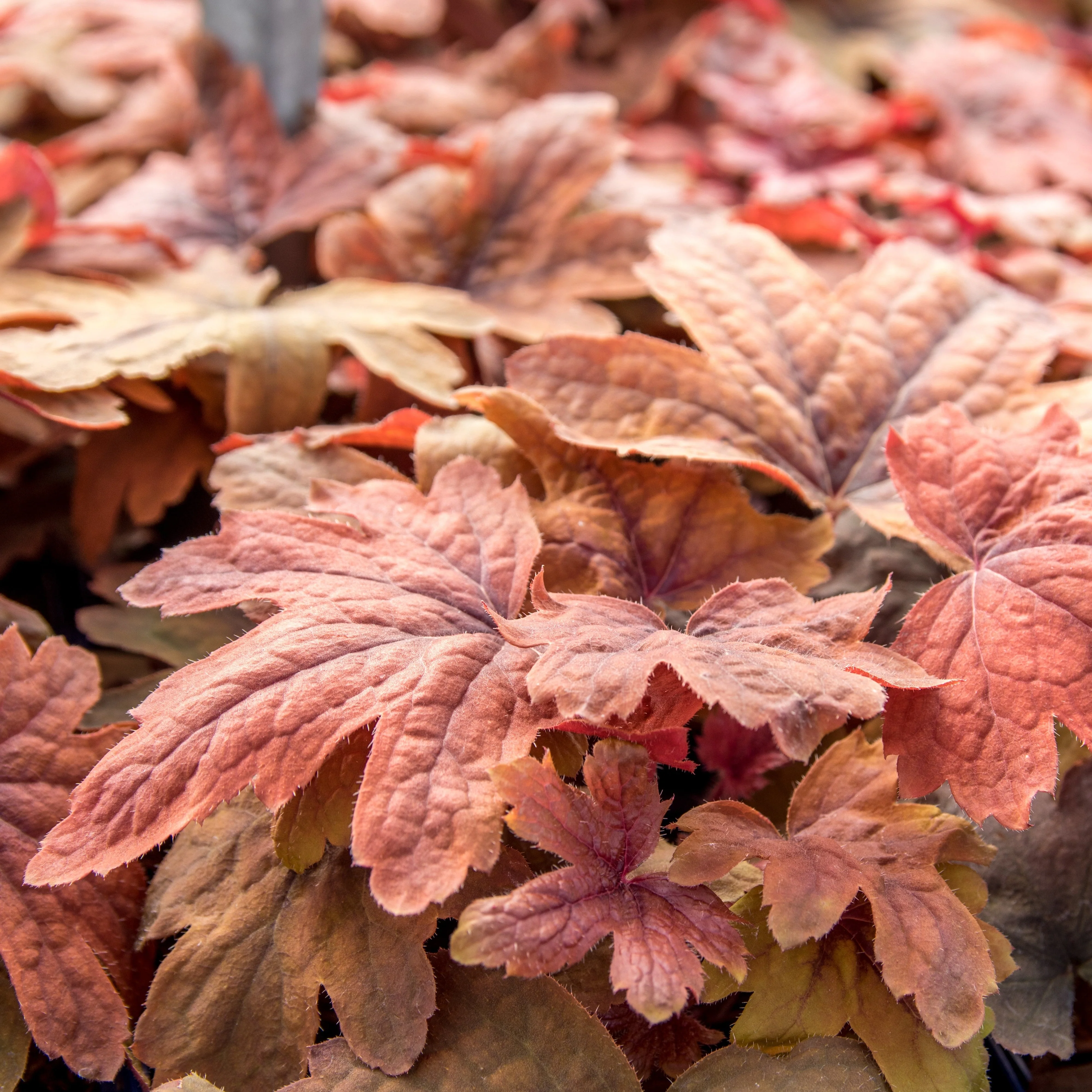 Heucherella 'Sweet Tea' - Sweet Tea Foamy Bells - Image 2