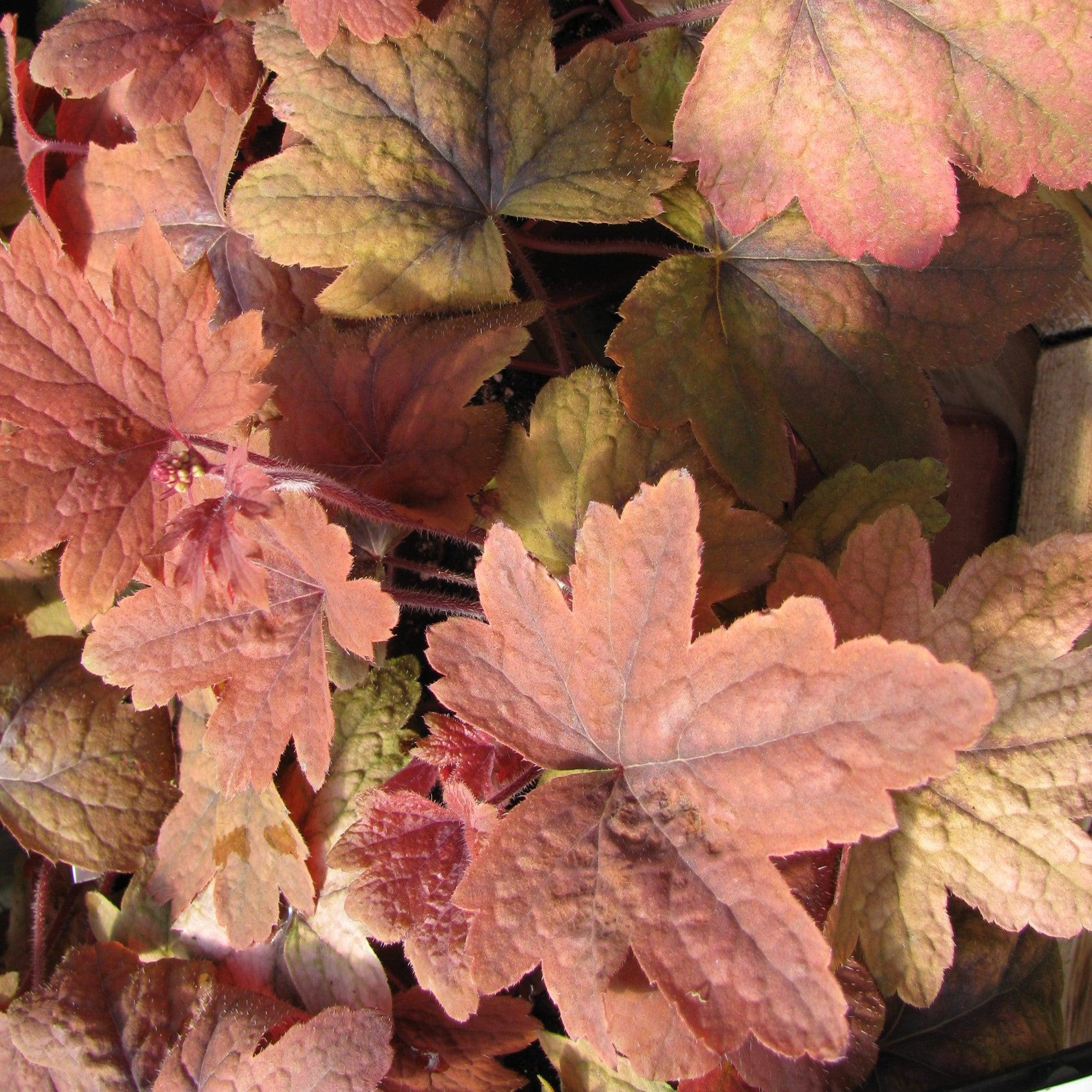Heucherella 'Sweet Tea' - Sweet Tea Foamy Bells - Image 3