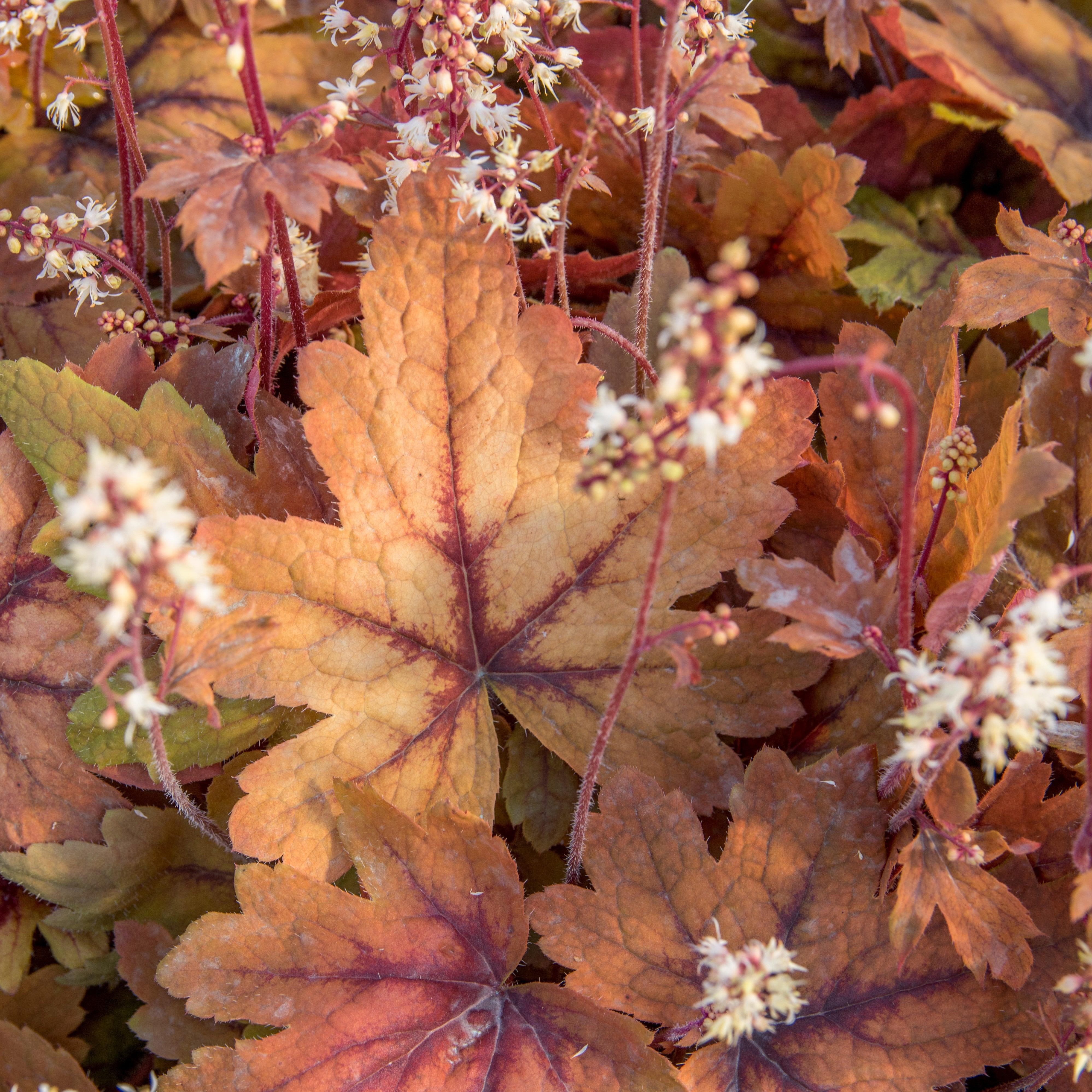 Heucherella 'Sweet Tea' - Sweet Tea Foamy Bells - Image 4
