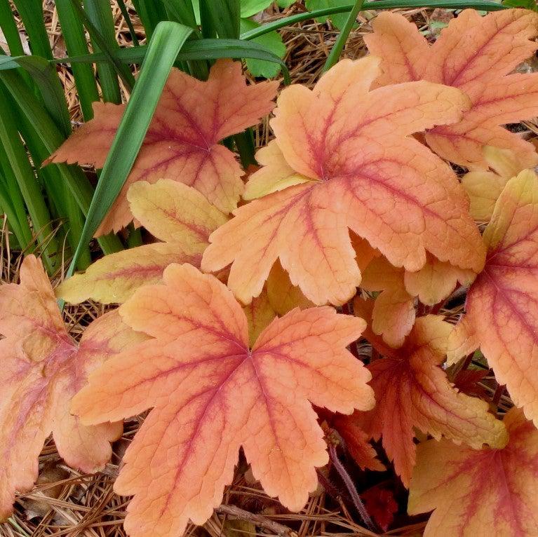 Heucherella 'Sweet Tea' - Sweet Tea Foamy Bells - Image 5