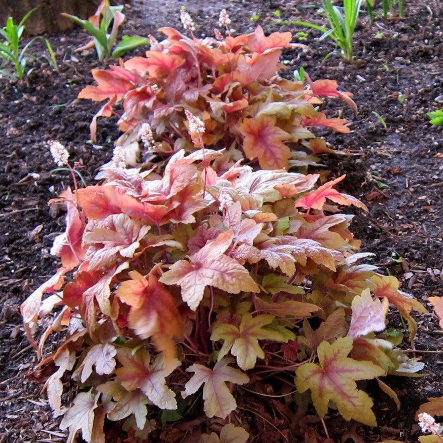 Heucherella 'Sweet Tea' - Sweet Tea Foamy Bells - Image 6
