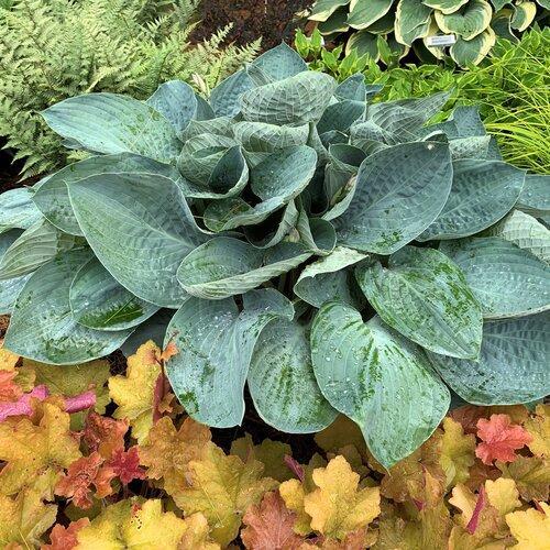 Hosta 'Above The Clouds' PP34,341 - PW® Shadowland® Above The Clouds Hosta
