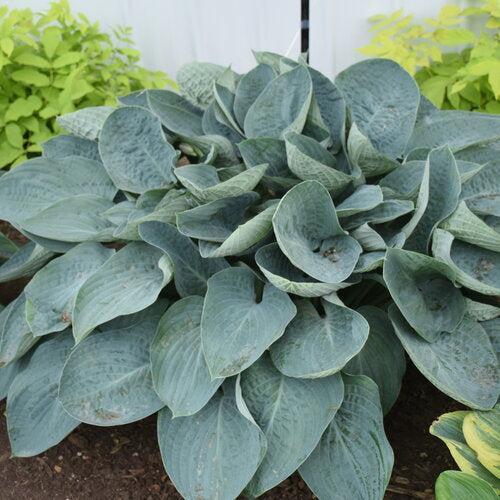 Hosta 'Above The Clouds' PP34,341 - PW® Shadowland® Above The Clouds Hosta - Image 2