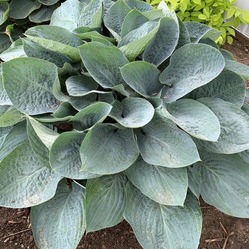 Hosta 'Above The Clouds' PP34,341 - PW® Shadowland® Above The Clouds Hosta - Image 3