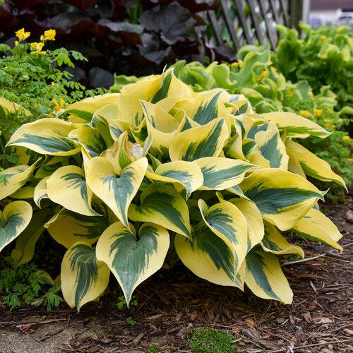 Hosta 'Autumn Frost' PP23,224 - PW® Shadowland® Autumn Frost Hosta