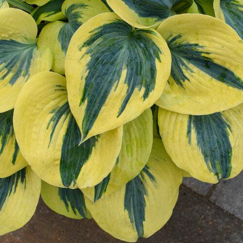 Hosta 'Autumn Frost' PP23,224 - PW® Shadowland® Autumn Frost Hosta - Image 2