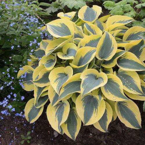 Hosta 'Autumn Frost' PP23,224 - PW® Shadowland® Autumn Frost Hosta - Image 3