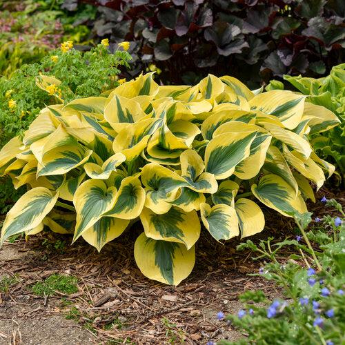 Hosta 'Autumn Frost' PP23,224 - PW® Shadowland® Autumn Frost Hosta - Image 4