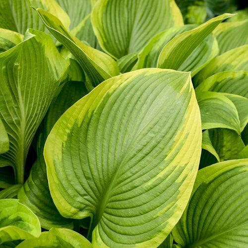 Hosta 'Lone Star' PP35,234  - PW® Shadowland® Lone Star Hosta - Image 2