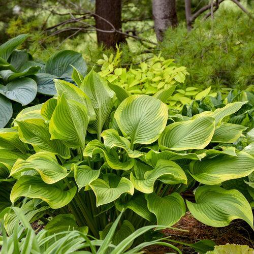 Hosta 'Lone Star' PP35,234  - PW® Shadowland® Lone Star Hosta - Image 3